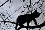 2012-09-21, г. Москва. Кошка на дереве