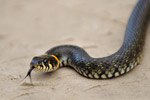 2012-09-13, Ярославская область. Уж обыкновенный (<em>Natrix natrix</em>)