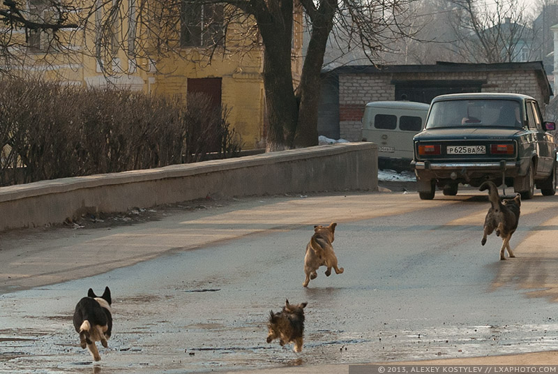 Собаки города Касимов